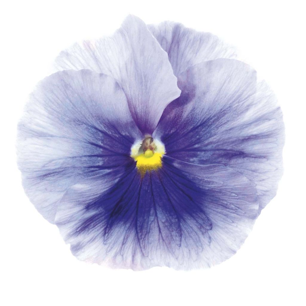 Viola x wittrockiana Inspire Silver Blue - Pansy