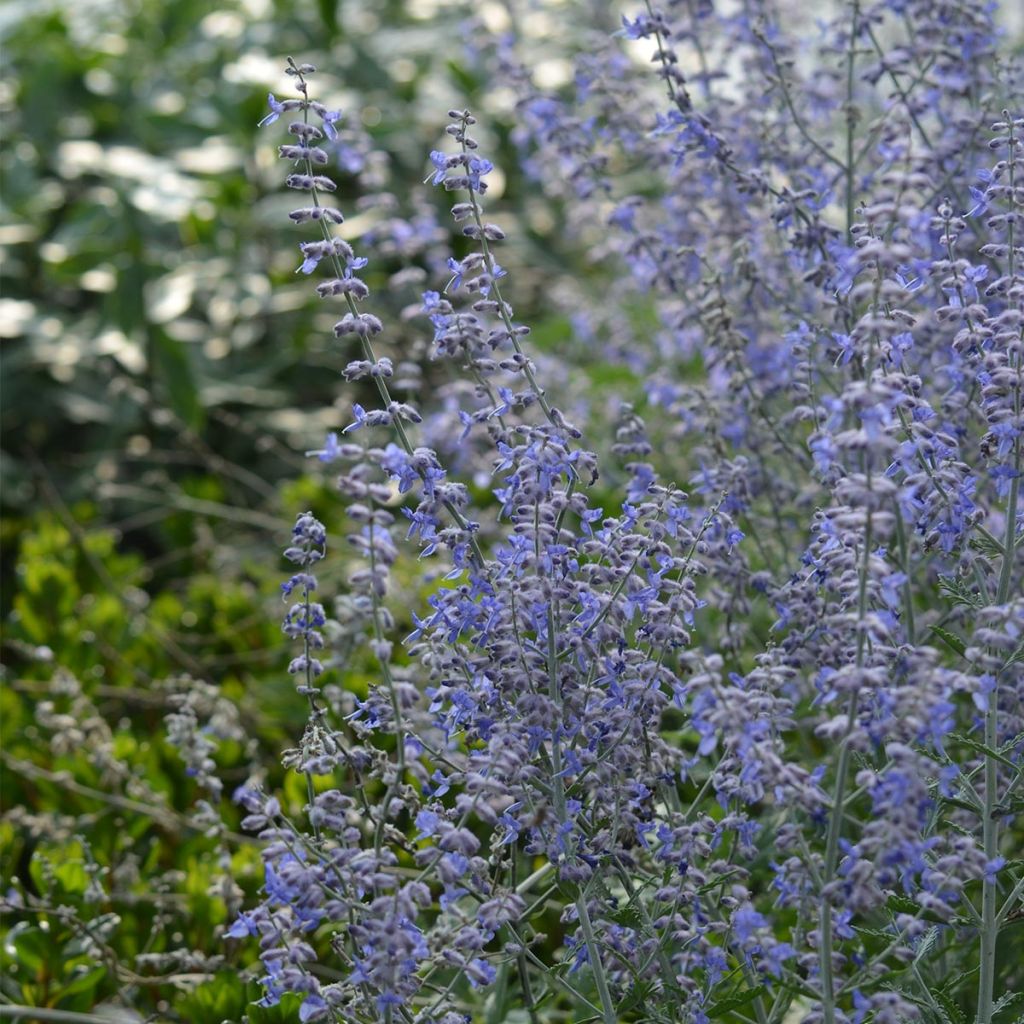 Perovskia atriplicifolia Blue Spire - Russian Sage