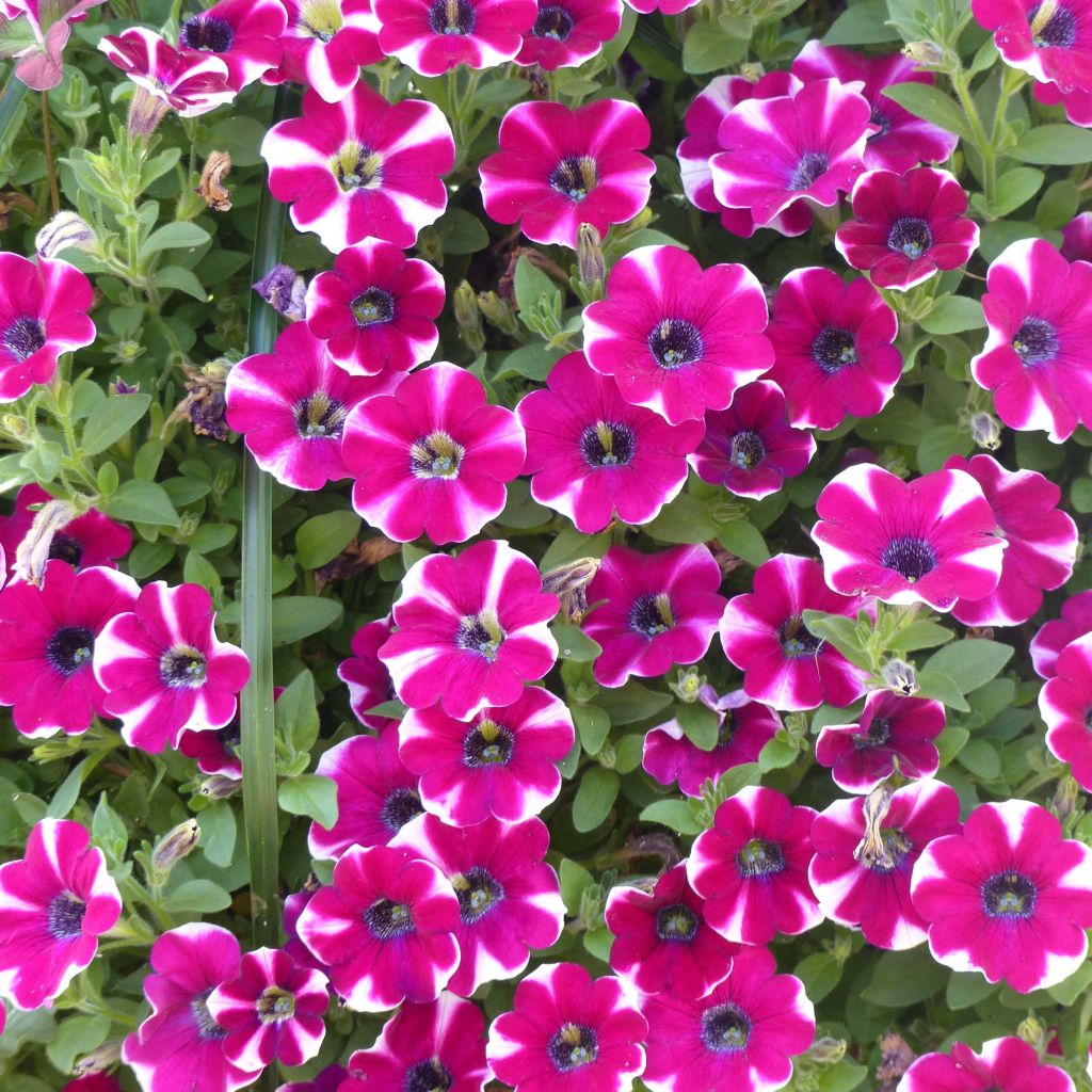 Petunia  hybrida Pretty Much Picasso
