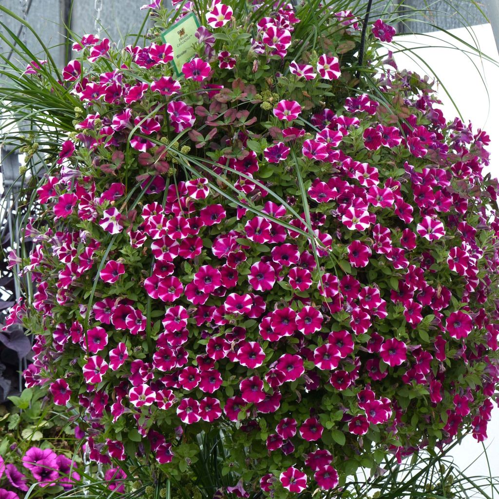 Petunia  hybrida Bicolor Cabernet - Petunia cascadias Bicolor Cabernet