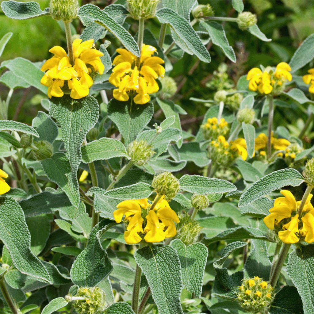 Phlomis bourgaei - Jerusalem Sage