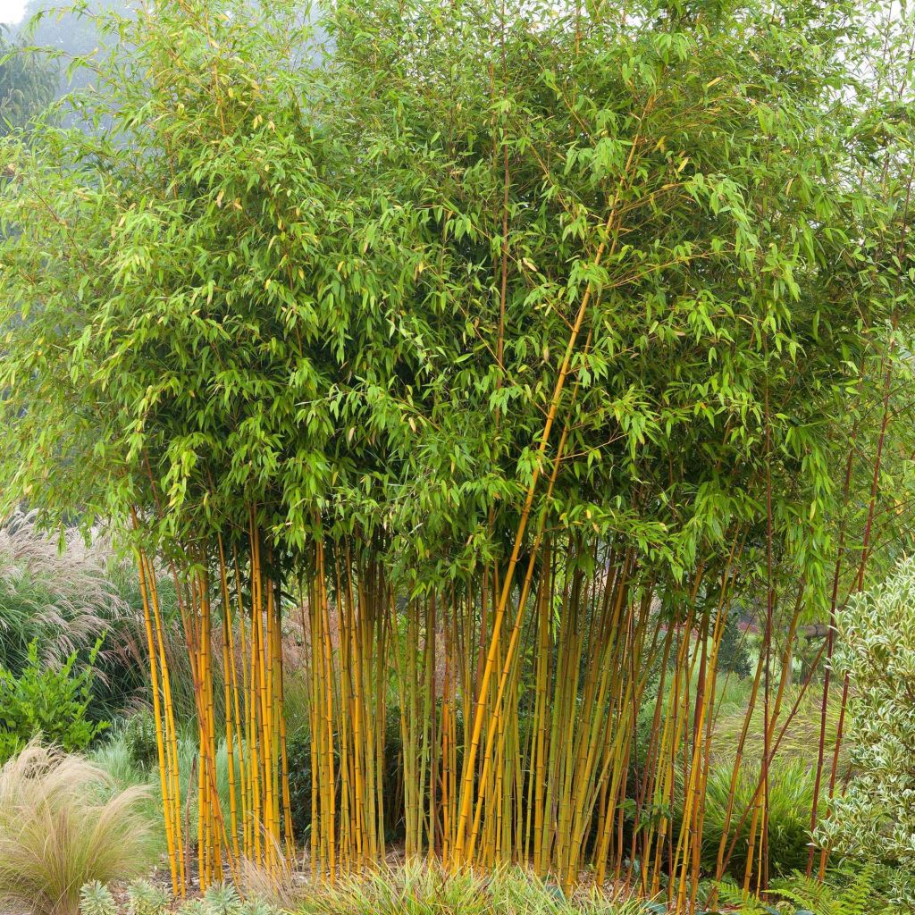 Yellow Bamboo - Phyllostachys aureosulcata Aureocaulis