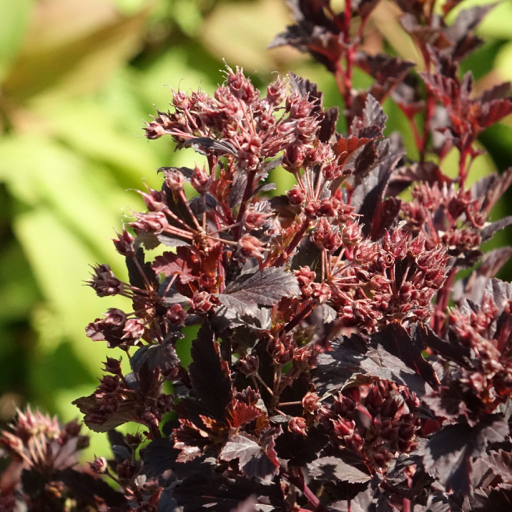 Physocarpus opulifolius Tiny Wine - Ninebark