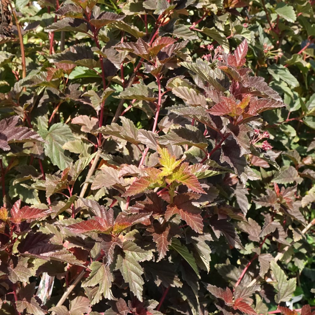 Physocarpus opulifolius Zdechovice - Ninebark