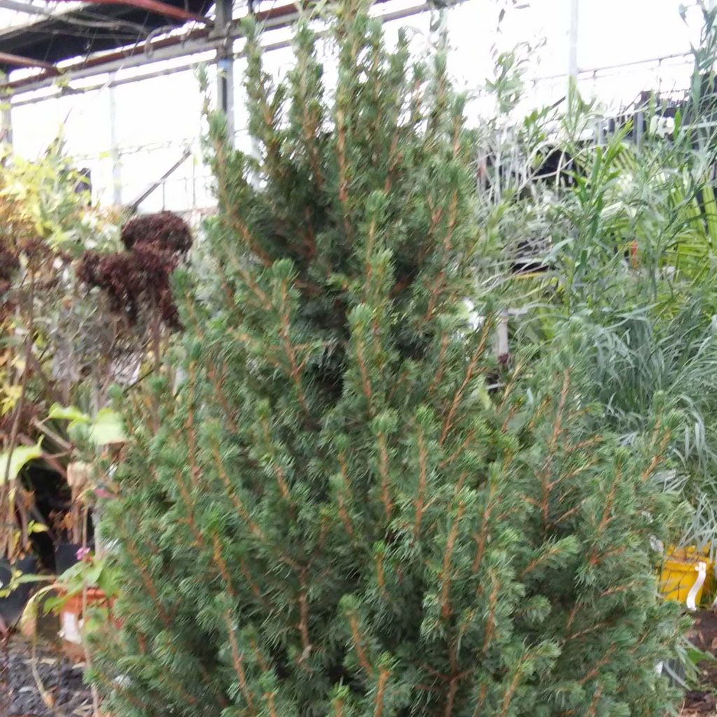 Picea glauca December - White Spruce