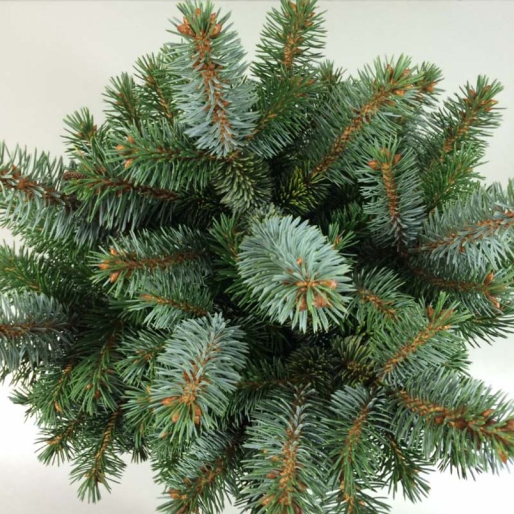 Picea sitchensis Silberzwerg - Sitka Spruce