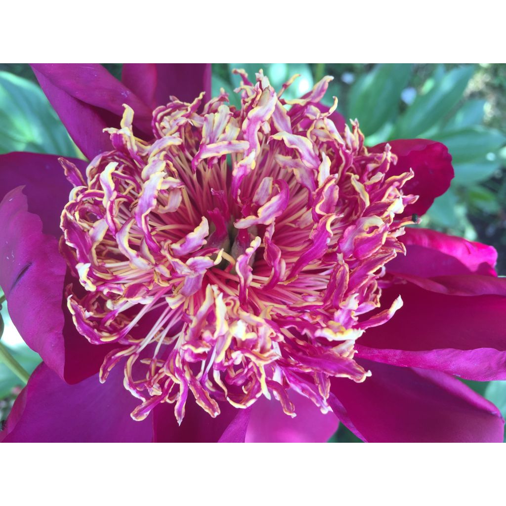 Paeonia lactiflora Nippon Beauty - Garden Peony