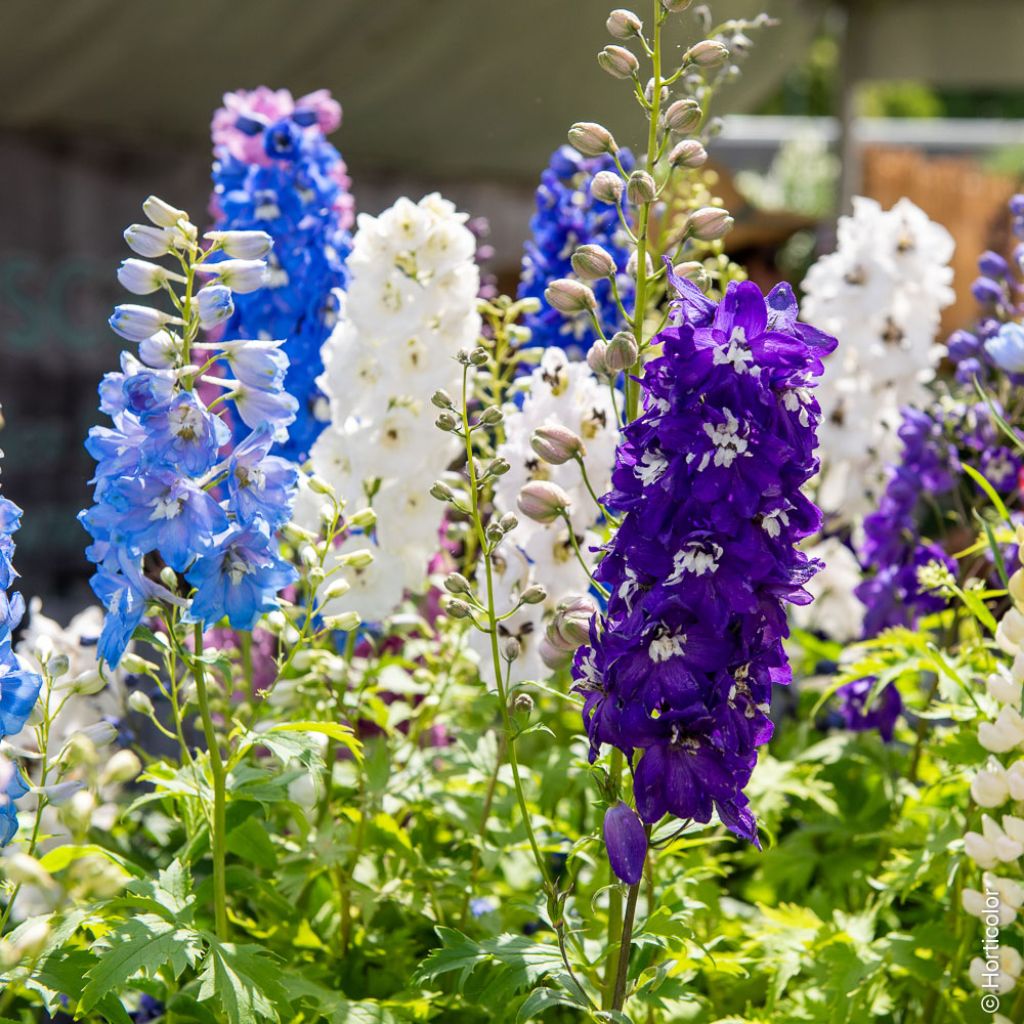 DelphiniumMagic Fountain Mix Seeds - Perennial Larkspur