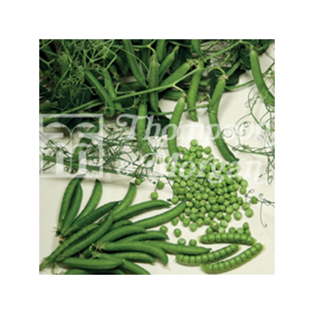 Dwarf Pea Ceresa