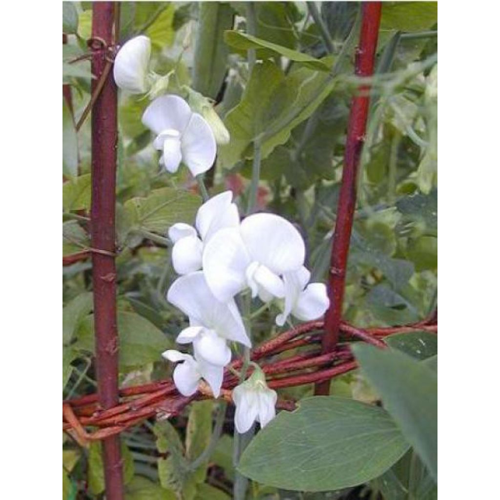 Lathyrus latifolius White Pearl - Sweet Pea Seeds