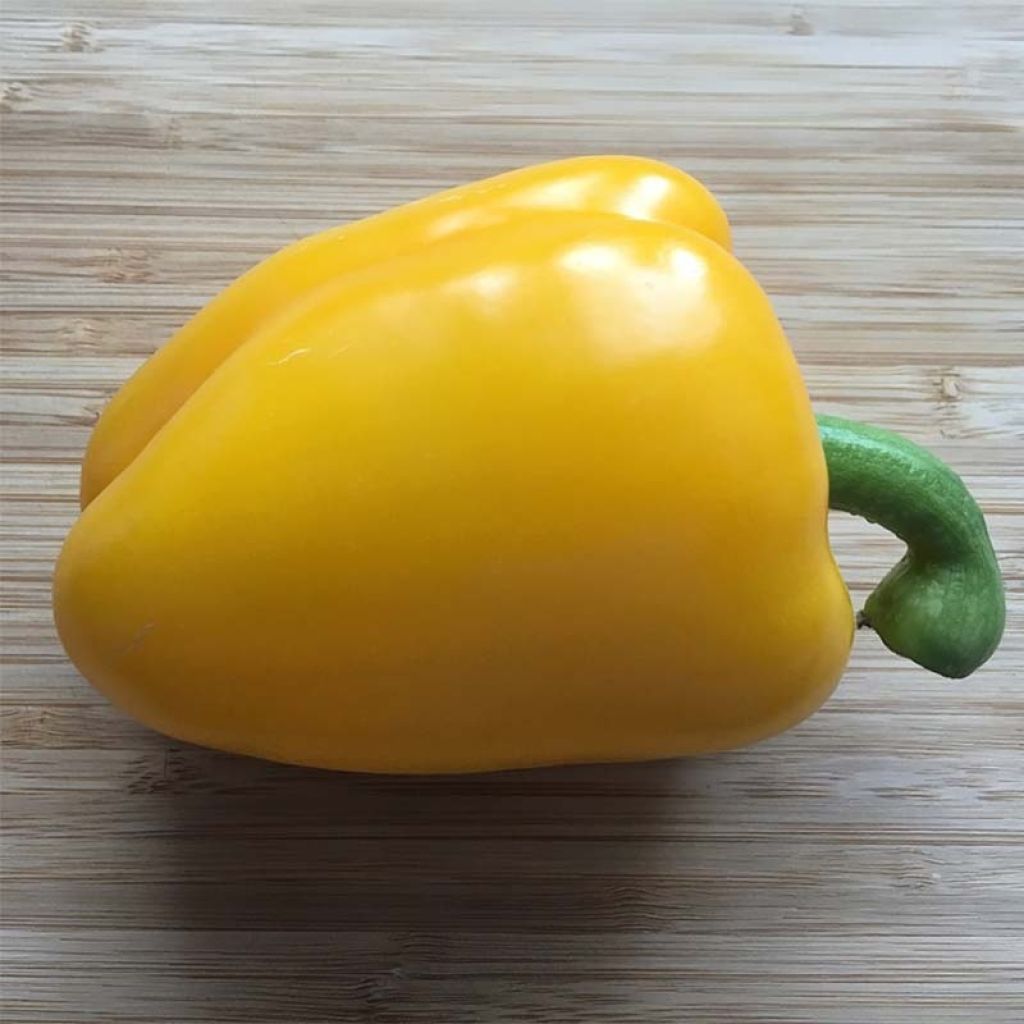 Yellow Pepper Tenor F1 - Capsicum annuum