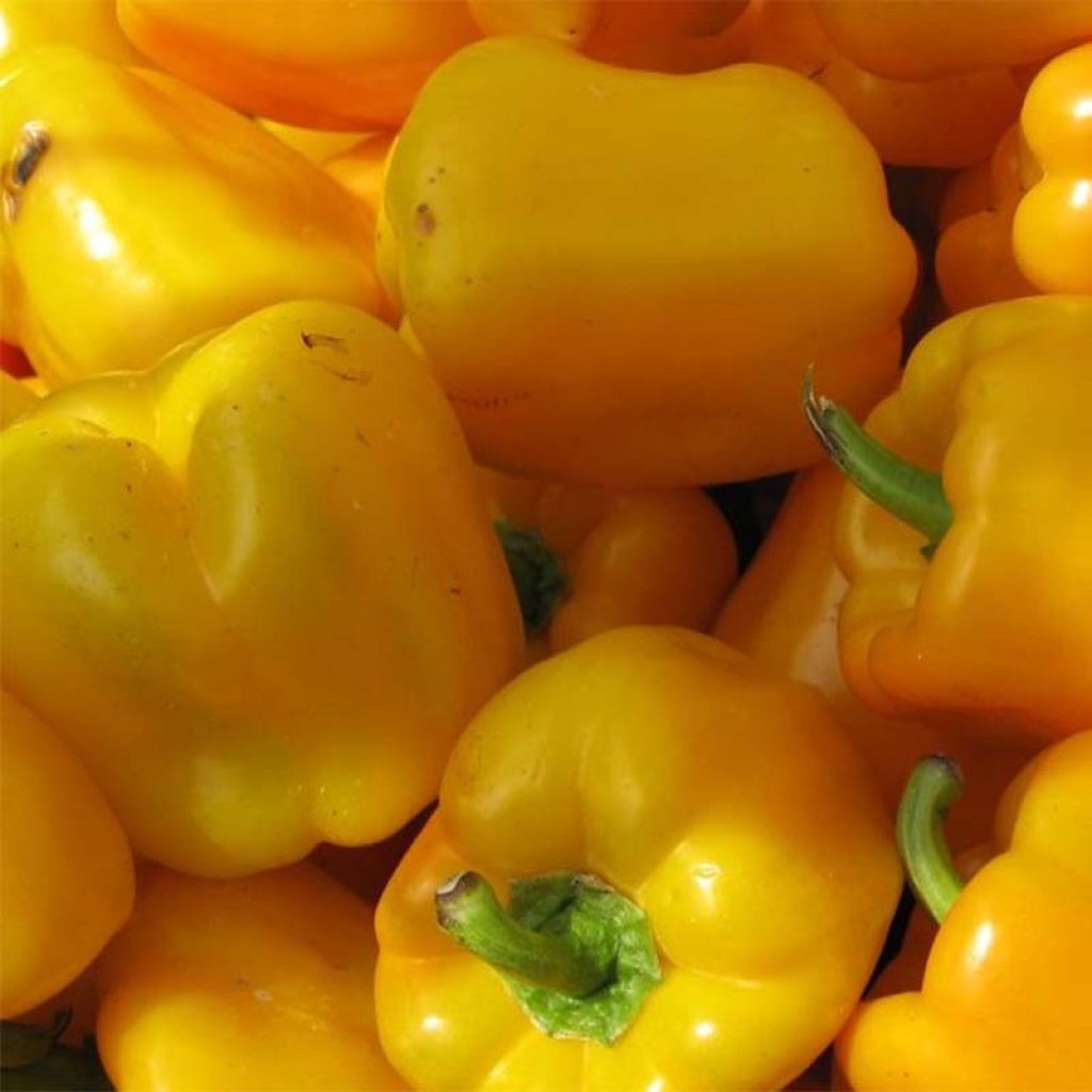 Grafted Yellow Velvet Pepper plants - Capsicum annuum