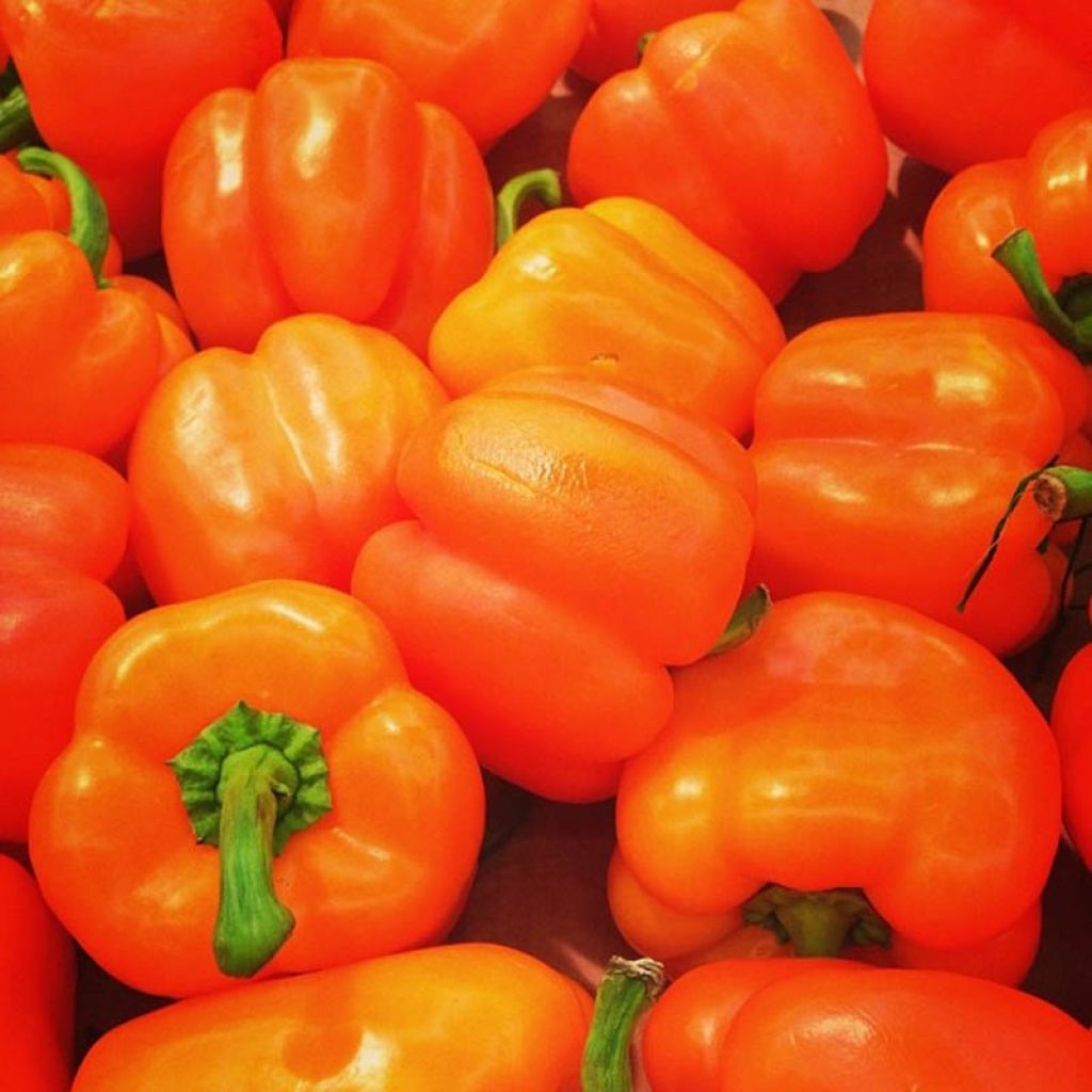 Grafted Orange Pepper Oreny F1 plants - Capsicum annuum