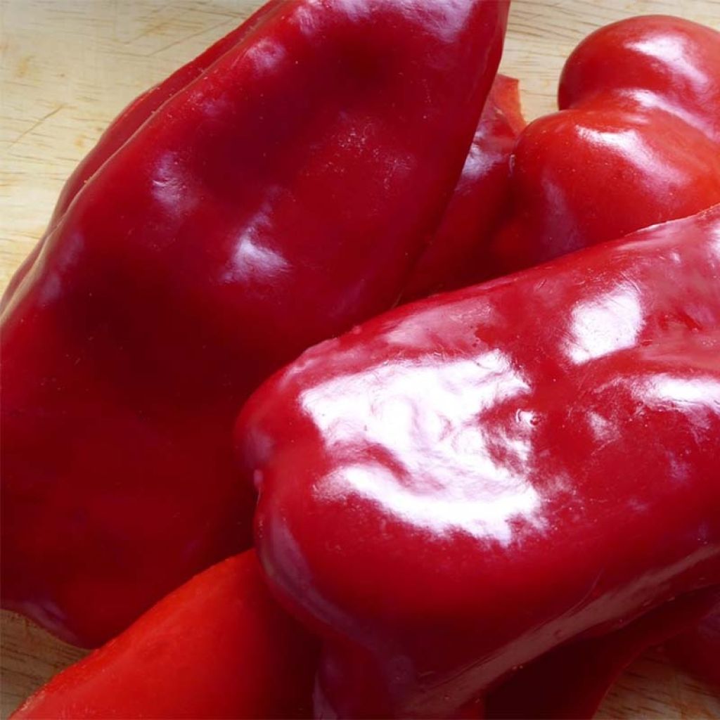 Red pepper Lamuyo F1 plants - Capsicum annuum