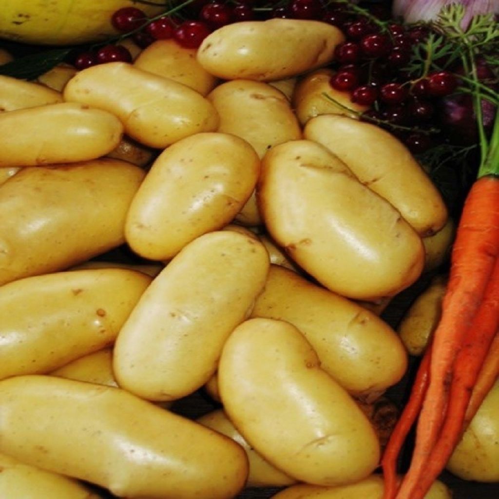 Organic Potatoes Allians - 1.5kg bag