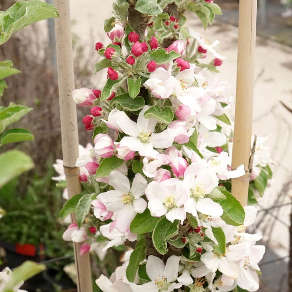Columnar Apple Tree Rhapsodie - Malus domestica