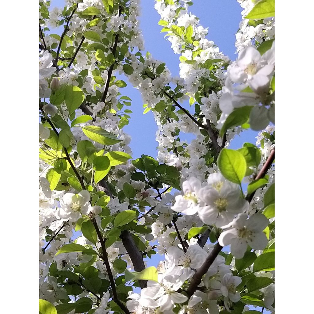 Malus Evereste - Crab Apple