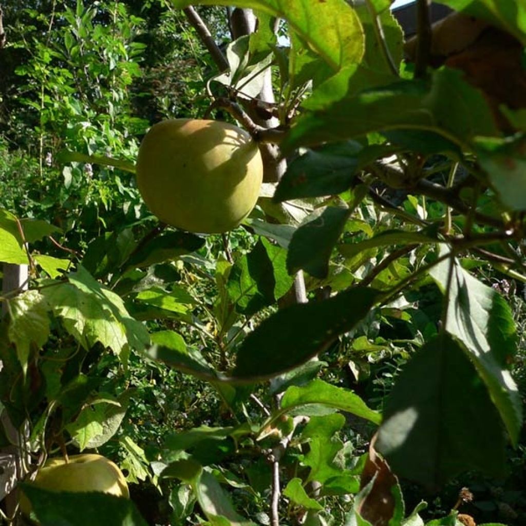 Apple Tree Elstar - Malus domestica
