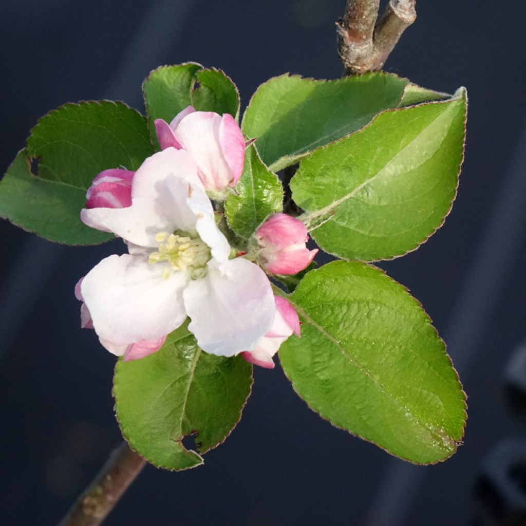 Apple Tree Reinette du Canada Blanche - Malus domestica