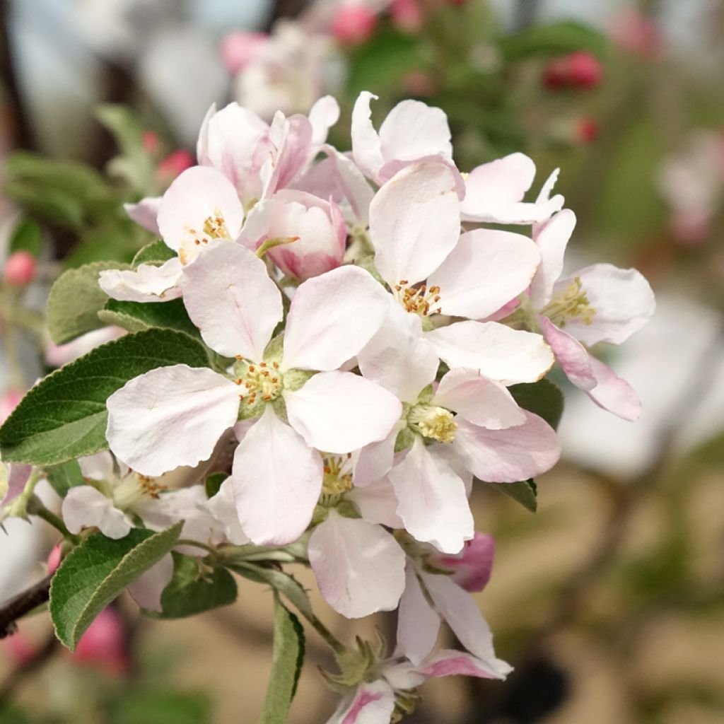 Apple Tree Reinette de Caux - Malus domestica