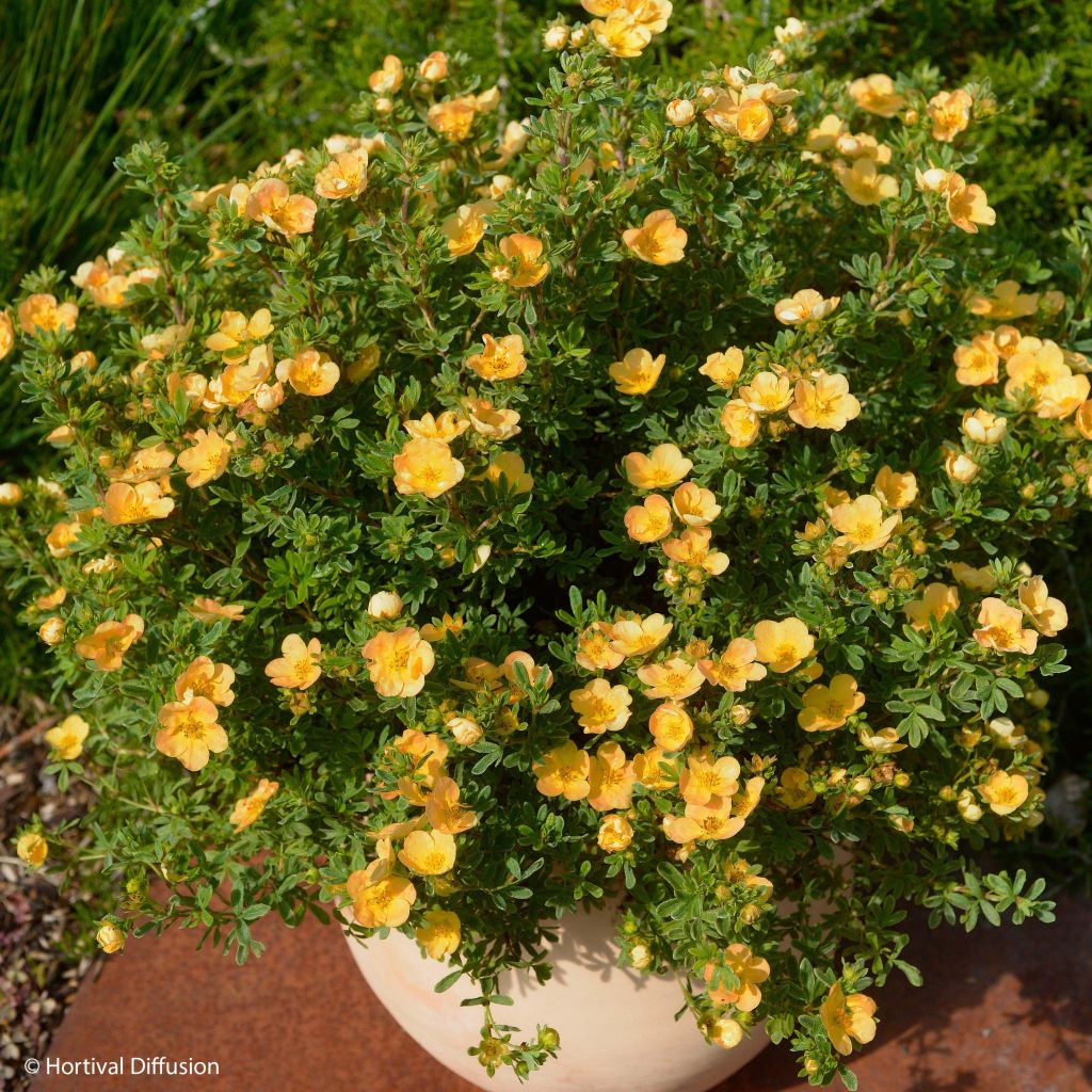 Potentilla fruticosa Double Punch Peach - Shrubby Cinquefoil