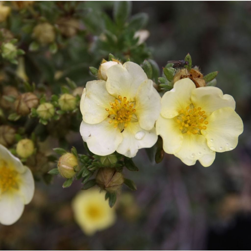 Potentilla fruticosa Primrose Beauty - Shrubby Cinquefoil