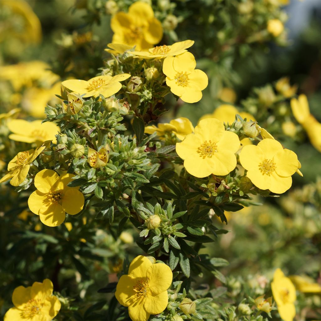 Potentilla fruticosa - Potentille arbustive