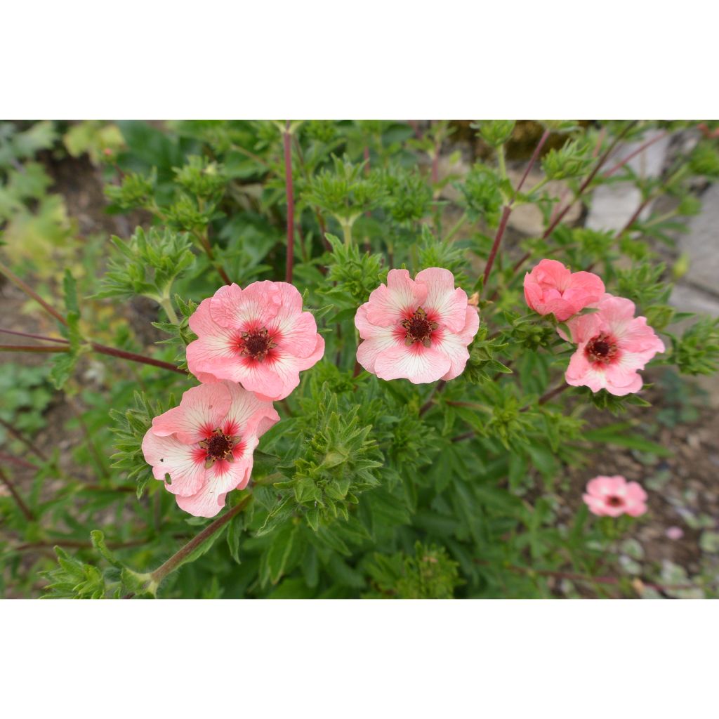 Potentilla hopwoodiana - Cinquefoil