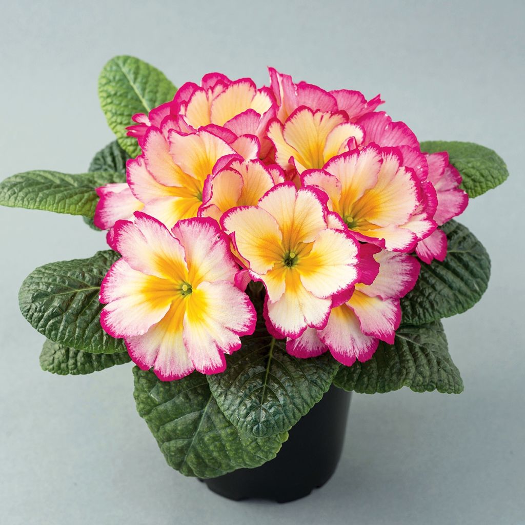 Primevère Scentsation Yellow Cream - Primula vulgaris