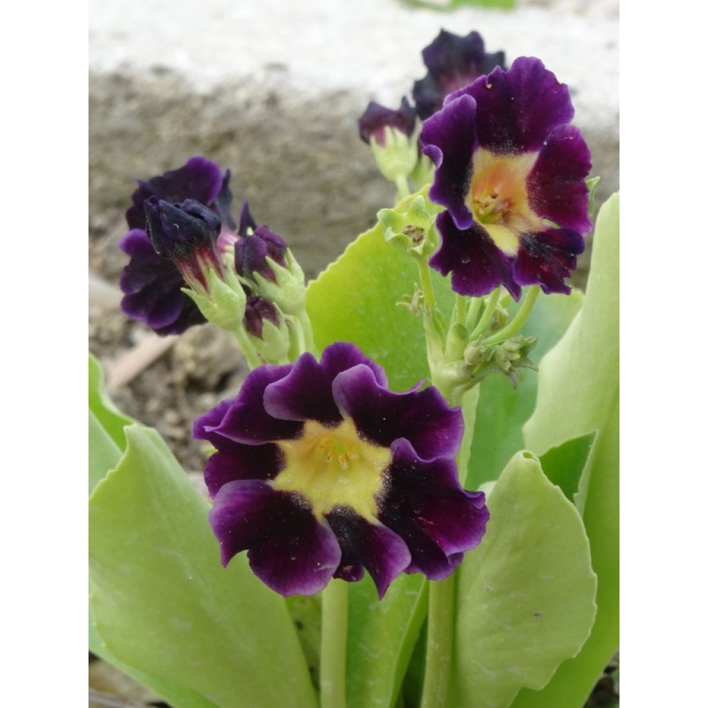 Primula x pubescens Mix - Tyrol Primrose