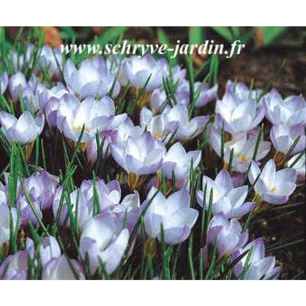 Crocus chrysanthus Princesse Béatrice