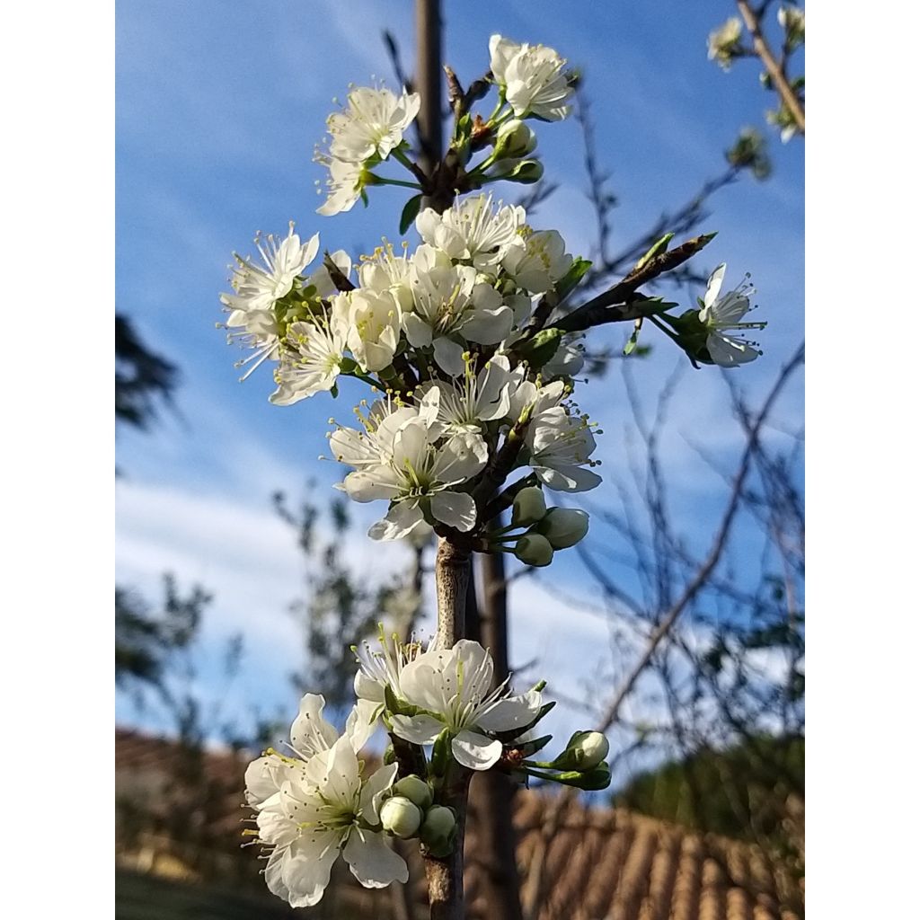 Prunus Mirabelle de Nancy Plum Tree