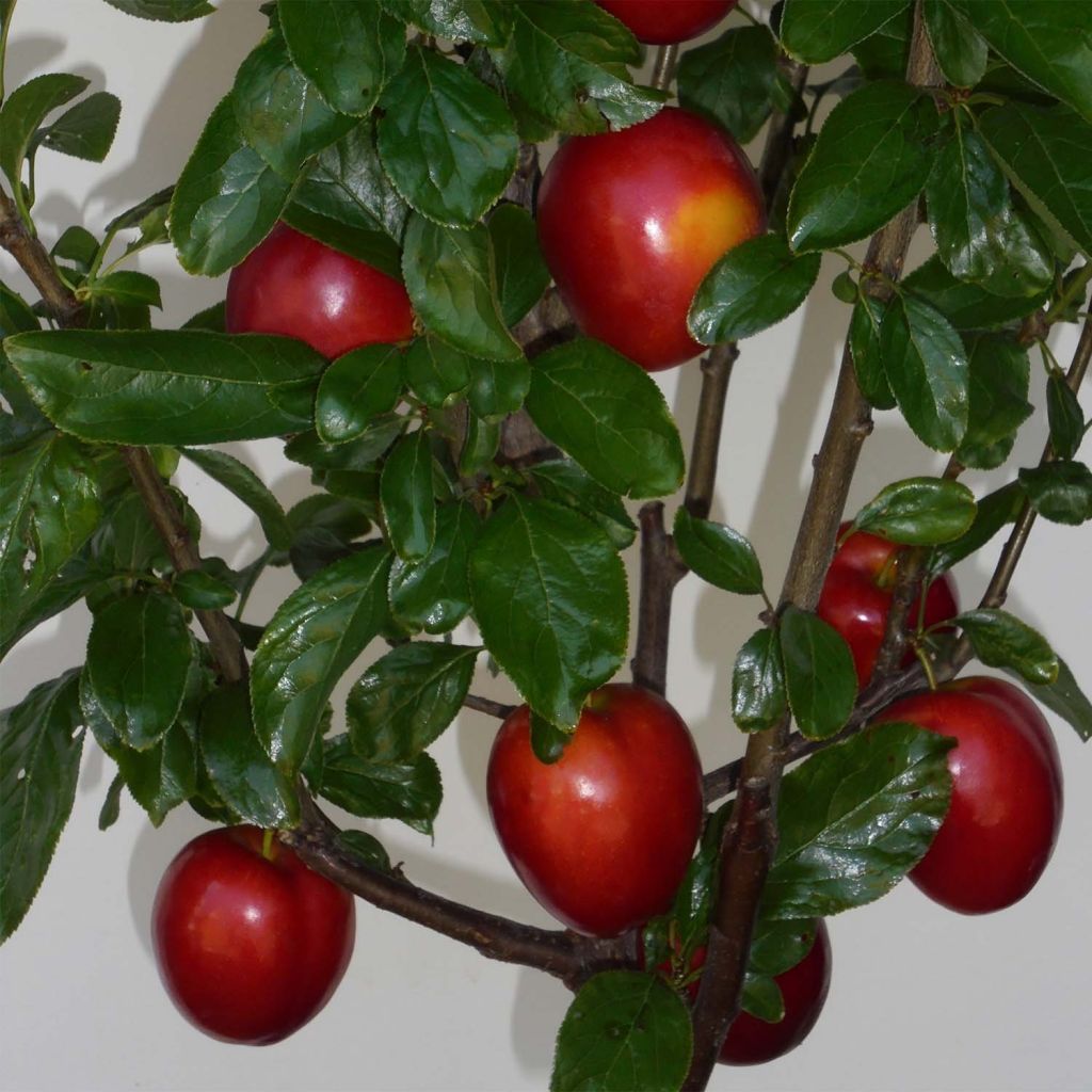 Prunus domestica Mirabelle Ruby - Common plum