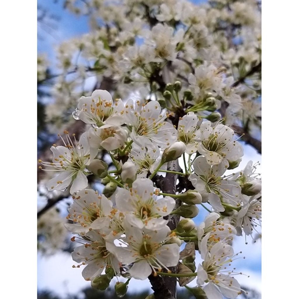 Prunus domestica Victoria - Common plum
