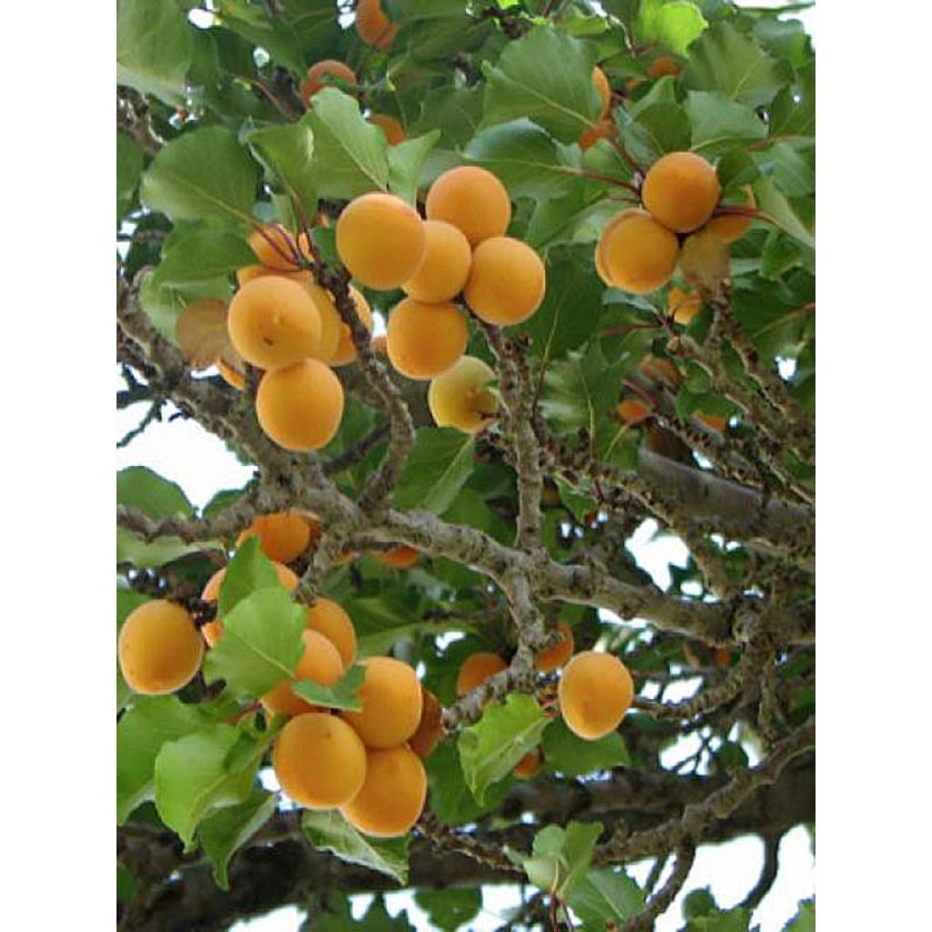 Prunus armeniaca Nanum - Apricot Tree