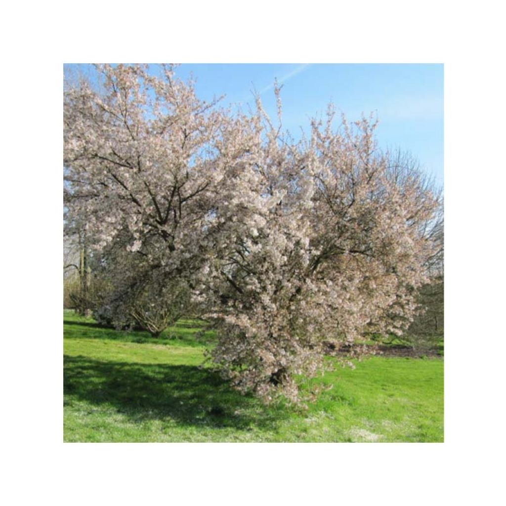 Prunus Pandora - Cherry
