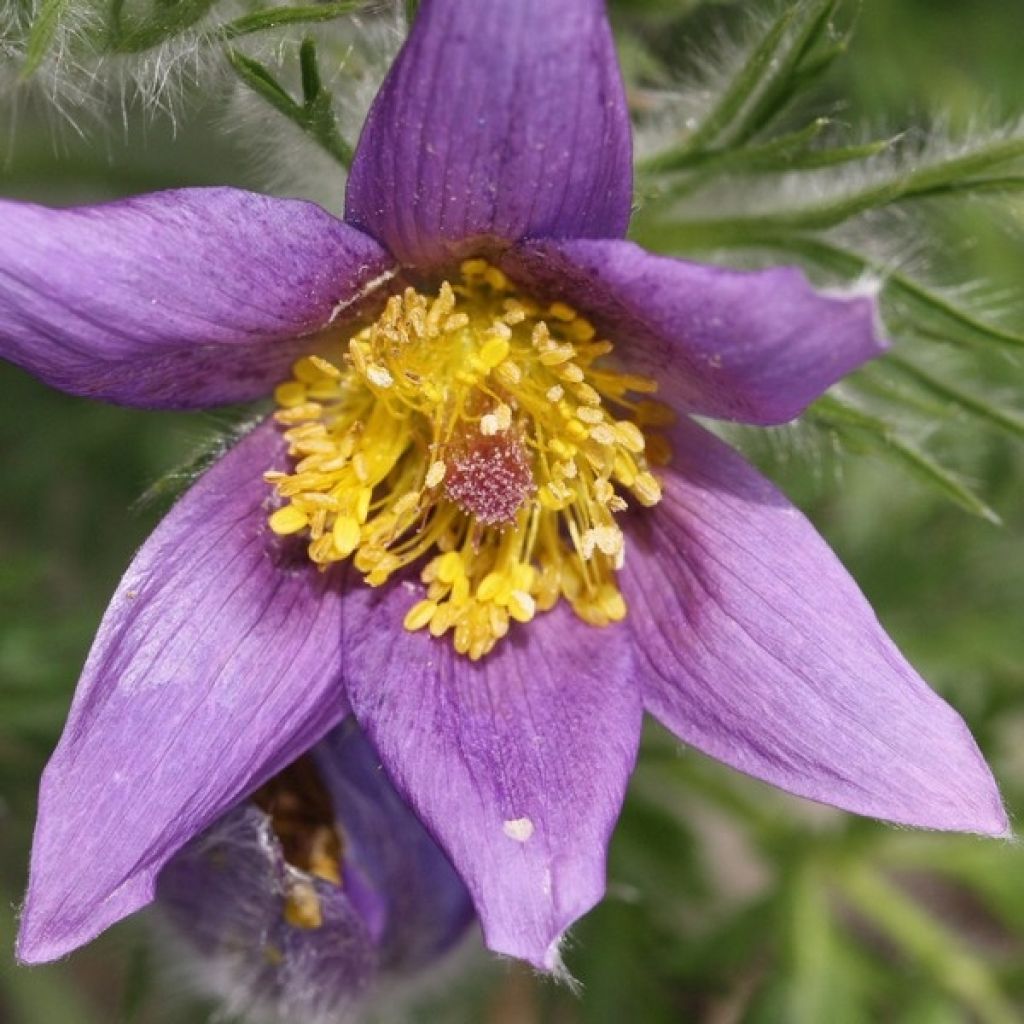 Pulsatilla vulgaris Violet - Pasqueflower