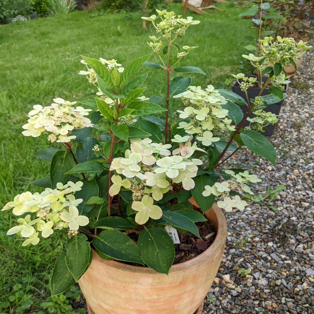 Hydrangea paniculata Polestar