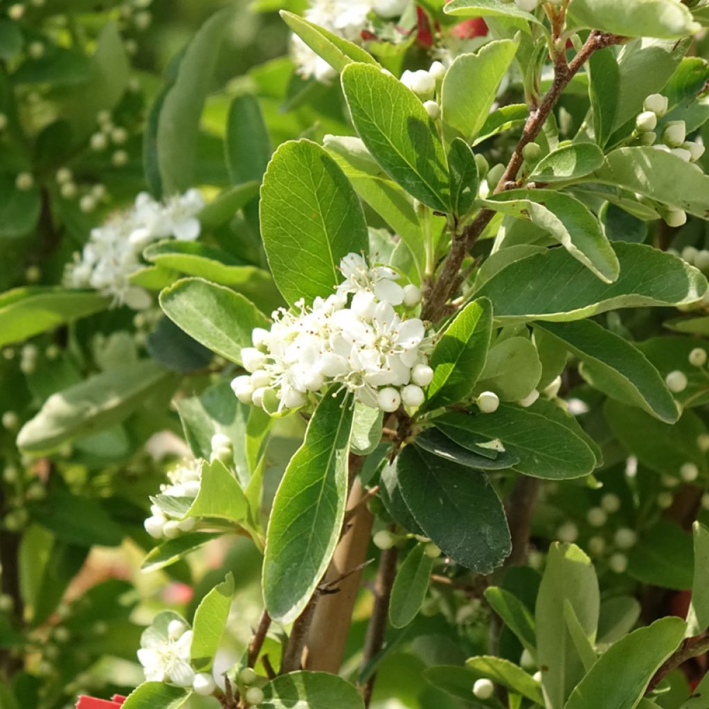 Pyracantha coccinea SAPHYR ROUGE - Scarlet Firethorn