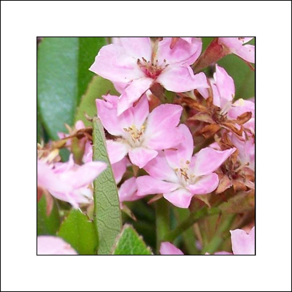 Rhaphiolepis indica Pink Cloud