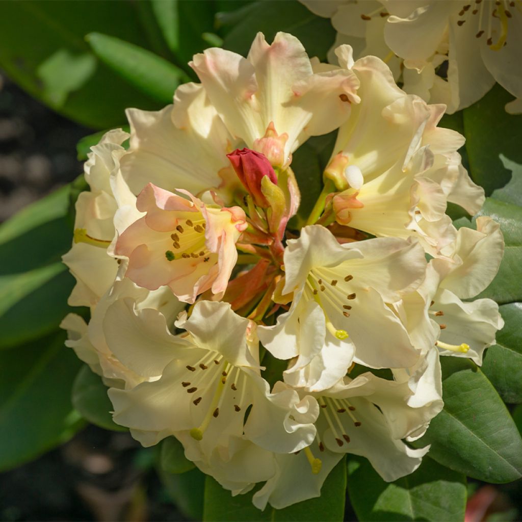 Rhododendron x yakushimanum Golden Torch