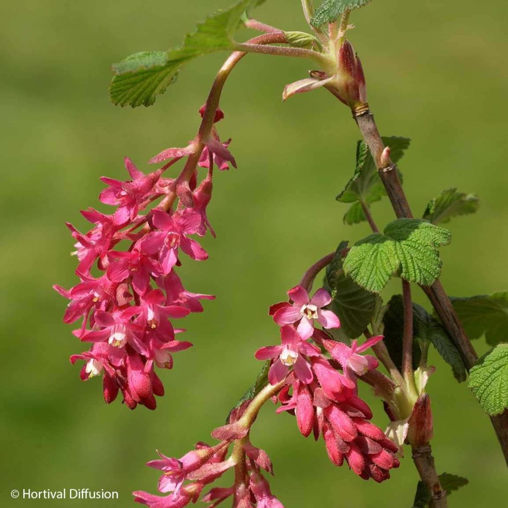 Ribes sanguineum Red Bross - Flowering Currant