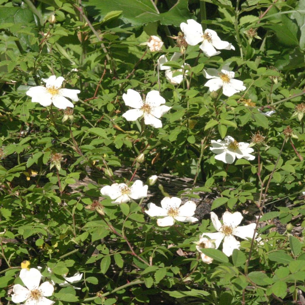 Rosa arvensis - Field Rose