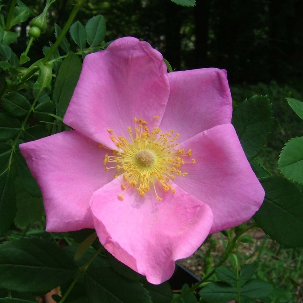 Rosa virginiana 