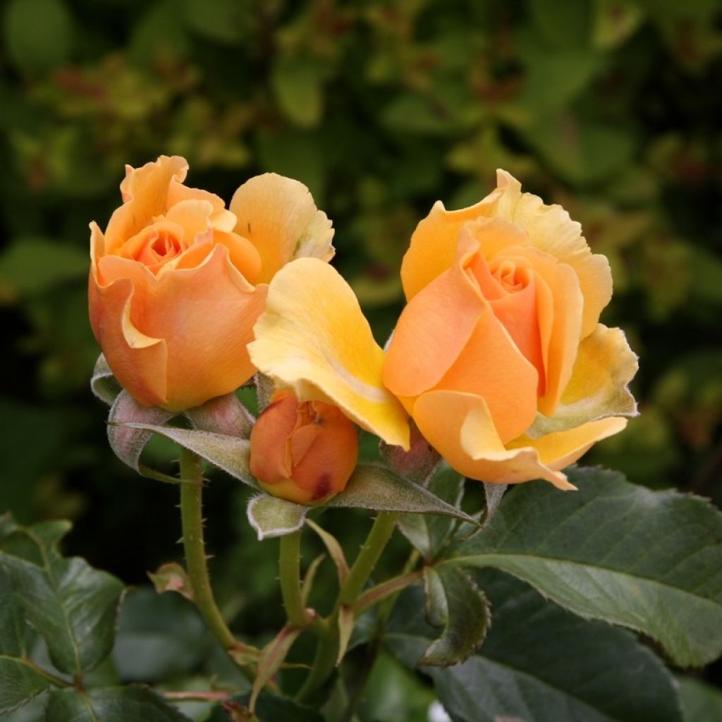 Rosa Amber Queen - Floribunda Rose