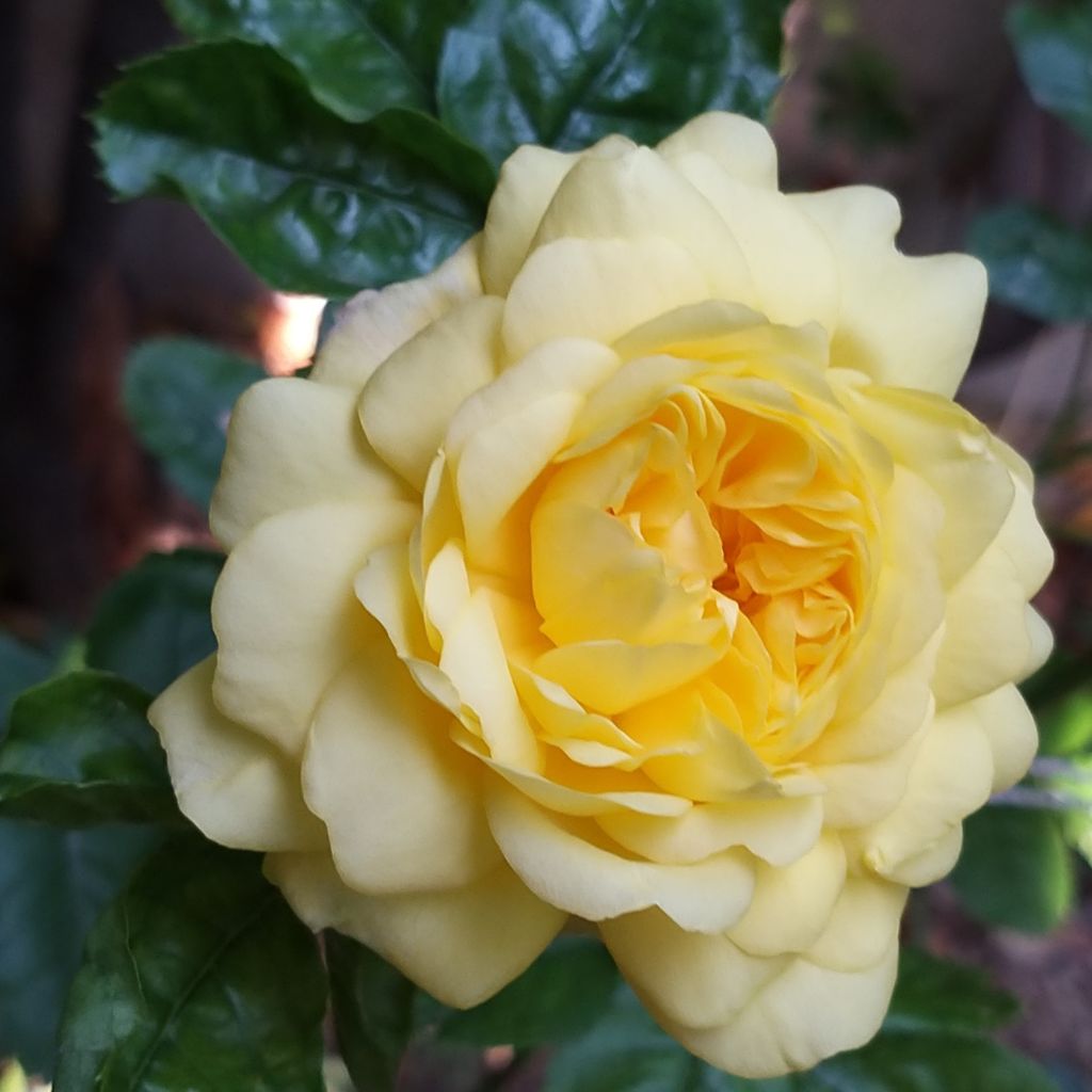 Rosa x floribunda Rosa Anny Duperey