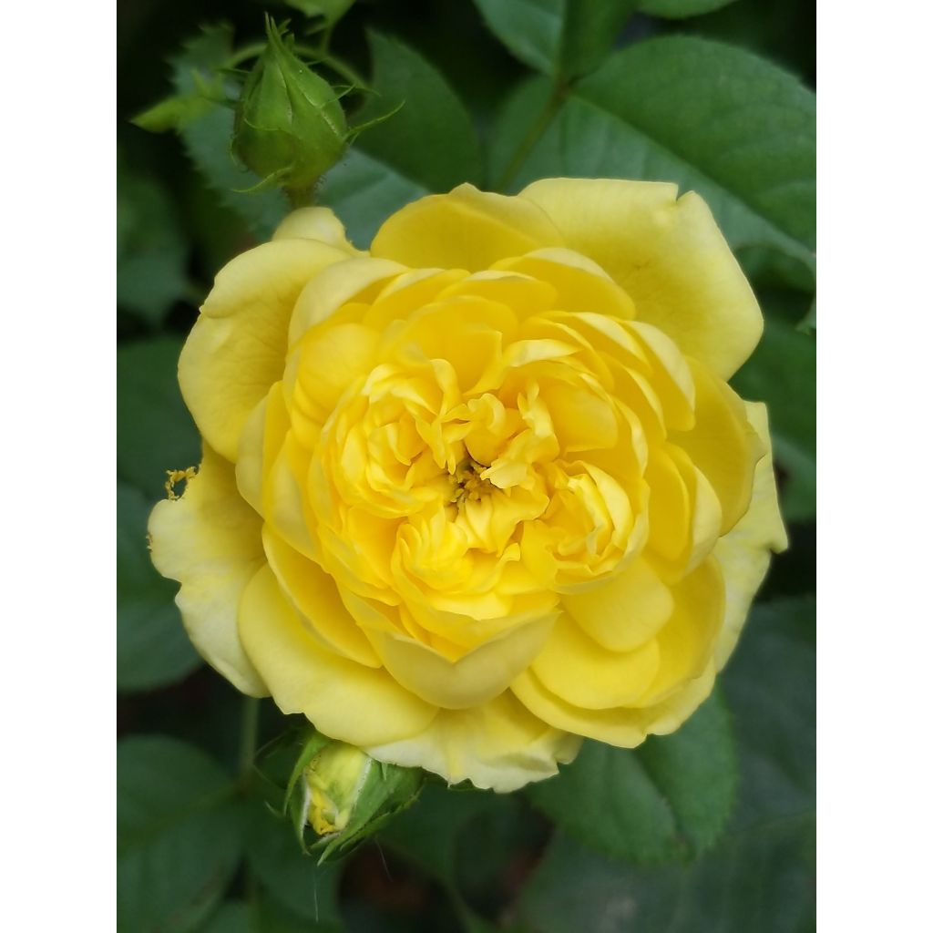 Rosa x floribunda Rosa Anny Duperey