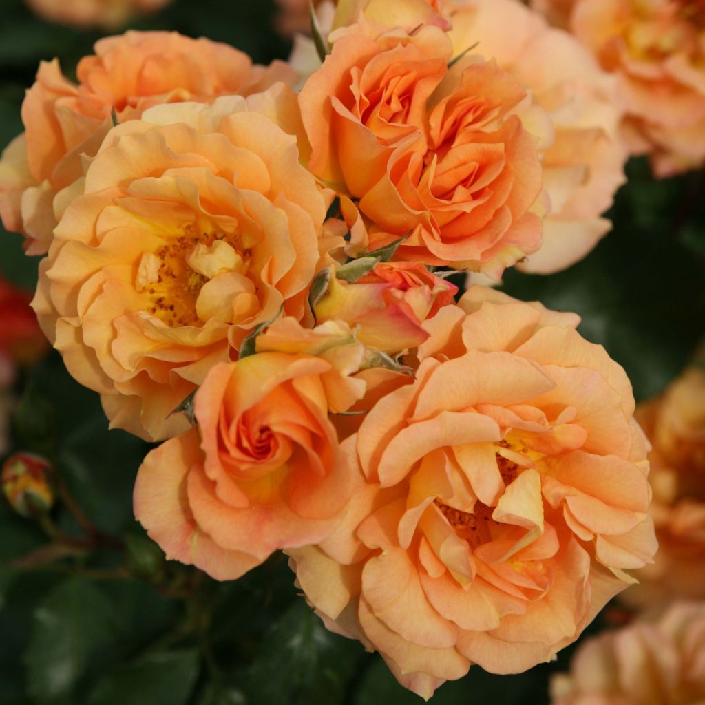 Rosa x floribunda Bentheimer Gold - Floribunda Rose