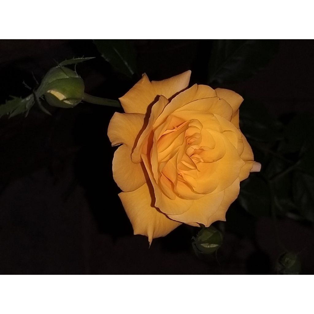 Rosa x floribunda 'Friesia' - Shrub Rose