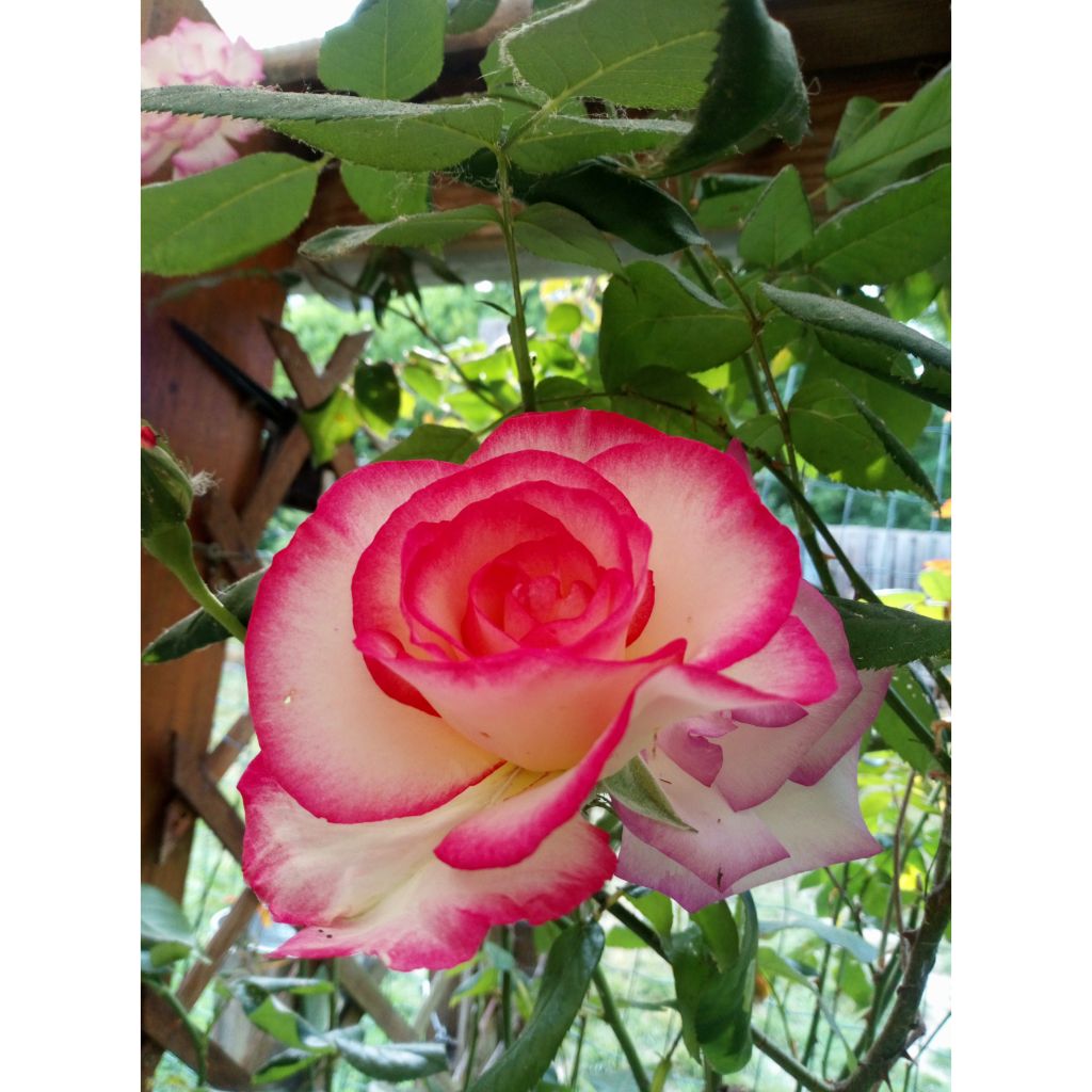Rosa x floribunda Laminuette